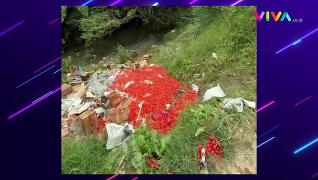 Gegara Harga Anjlok, Petani Rame-Rame Buang Tomat ke Jurang