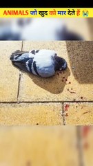 Animals_That_Kill_Themselves__#shorts(1080p60)