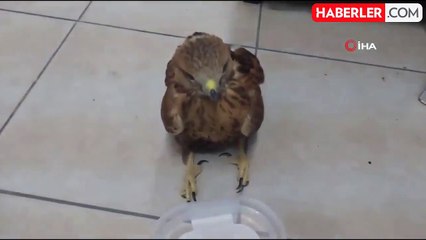Bitkin Halde Bulunan Kızıl Şahin Tedavi Altına Alındı