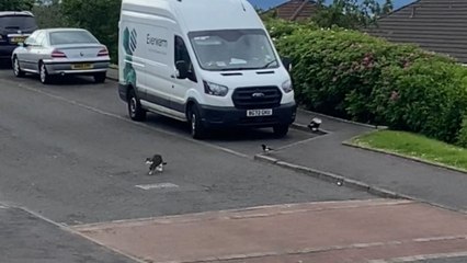 Mischievous magpies love to keep innocent cat on her toes
