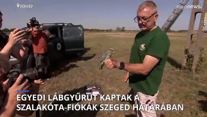 Világutazó szalakóta-fiókák lábára került azonosítógyűrű Szeged határában