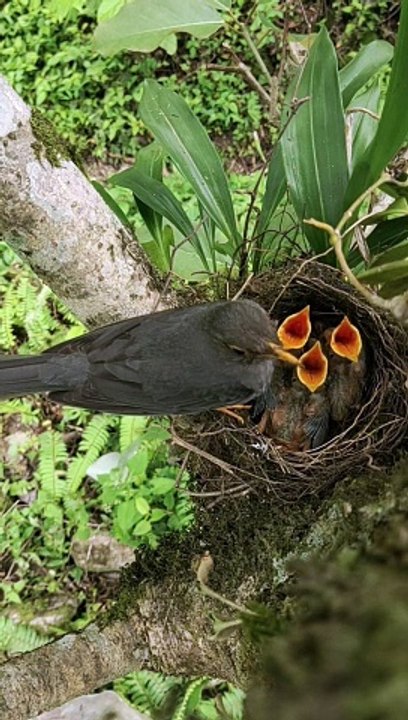 #birds #bird #nature #birdsofinstagram #wildlife #birdphotography #naturephotography #wildlifephotography #photography