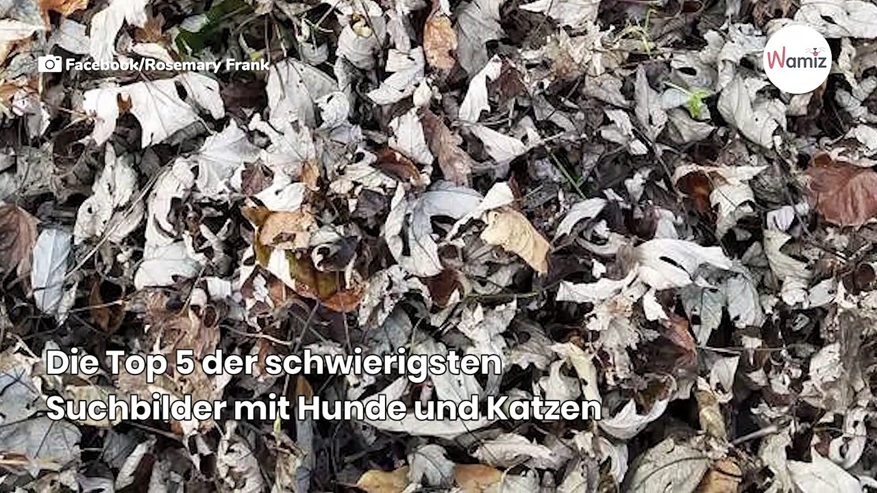 Ein Hund versteckt sich unter den Schafen: Nur Menschen mit Adleraugen sehen ihn!