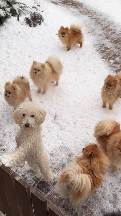 #birds #bird #nature #birdsofinstagram #wildlife #birdphotography #naturephotography #wildlifephotography #photography