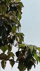 Çin yanlışlıkla roketi ateşledi!