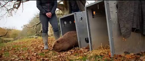 Wilding Trailer OmdU