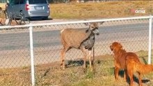 Hert nadert Golden Retriever: Dan gebeurt er iets dat alleen in sprookjes voorkomt