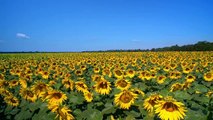 mixkit-gigantic-field-of-sunflowers-on-a-sunny-day-4881-hd-ready