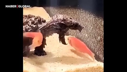Balıkları tuzağa düşürerek avlayan kaplumbağanın görüntüleri şaşırttı