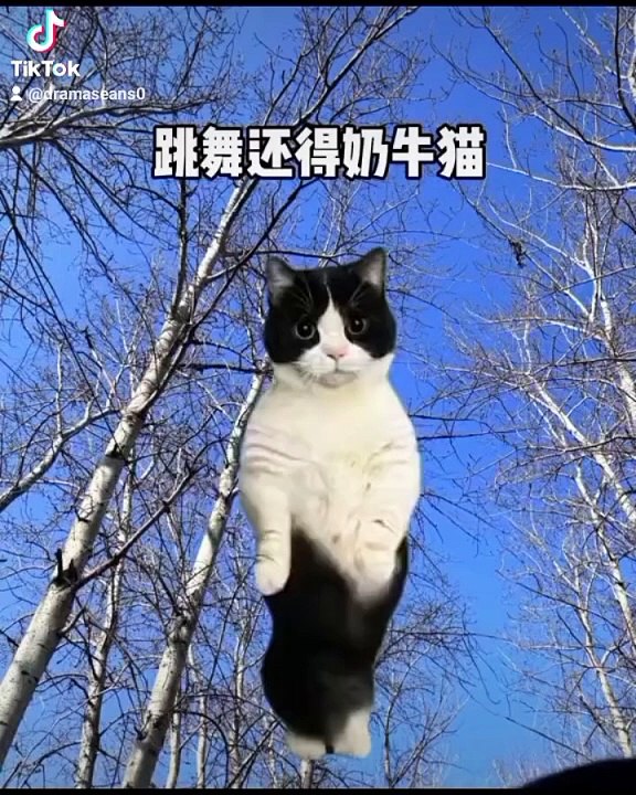 Cat dance video Cato meoooon
