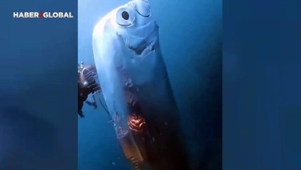 Okyanusun derinliklerinde keşfedildi: " Dev kıyamet balığı"