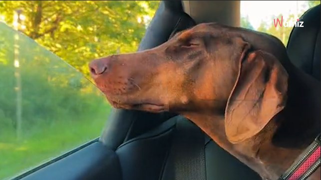 Après un diagnostic de maladie en phase terminale, la dernière balade de ce chien est émouvante (Vidéo)