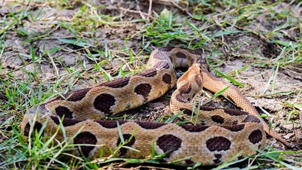 Russel's Viper - চন্দ্রবোড়া - ভয়ঙ্কর বিষধর সাপ। জেনে নিন করণীয় বর্জনীয়।