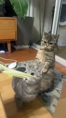 Beautiful Cat Play with Parrot