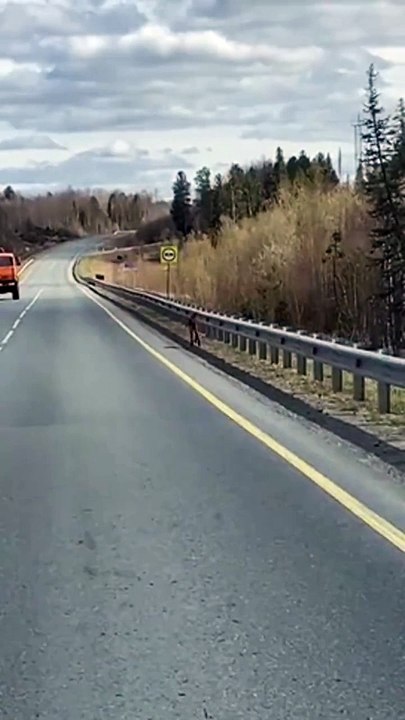 Bear attack