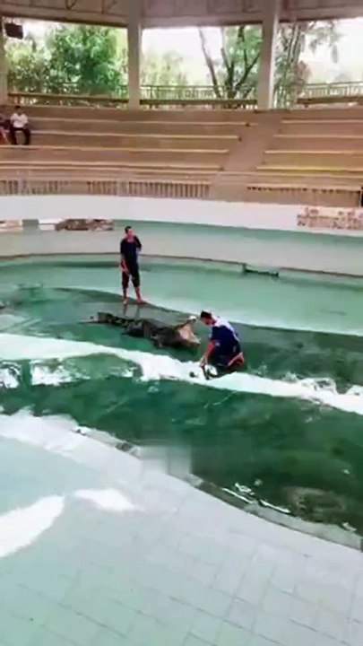 Crocodile show