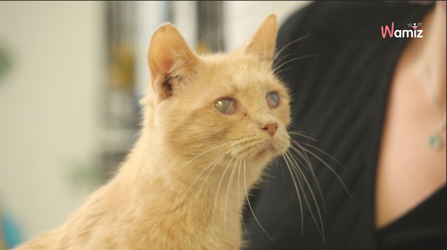 Malgré son handicap, cette chatte mérite de trouver un foyer : qui lui offrira les repères dont elle a besoin ?