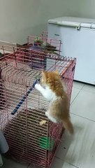 Cat and parrot playing