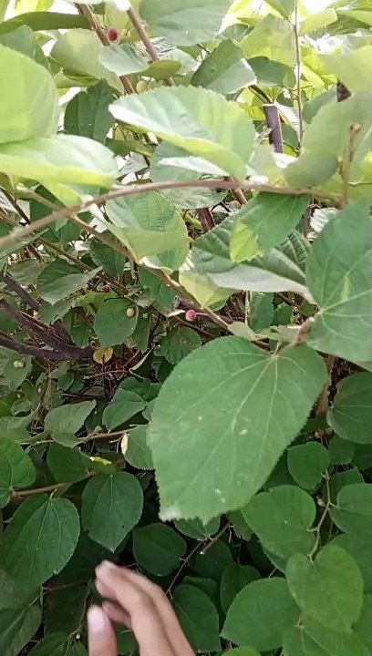 Finding a Falsa in Tree