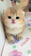 Cute Kitten Love to play Just Amazing