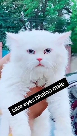 cat lover