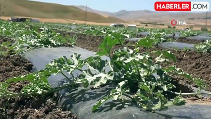 Muş'ta ekimi yapılan karpuzdan 2 milyar TL gelir bekleniyor