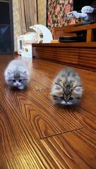 Cats funny Muments-Lets have Fun on HaHaHangout