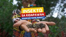 Insekto sa Kidapawan, kinakain nang buhay?! | I Juander
