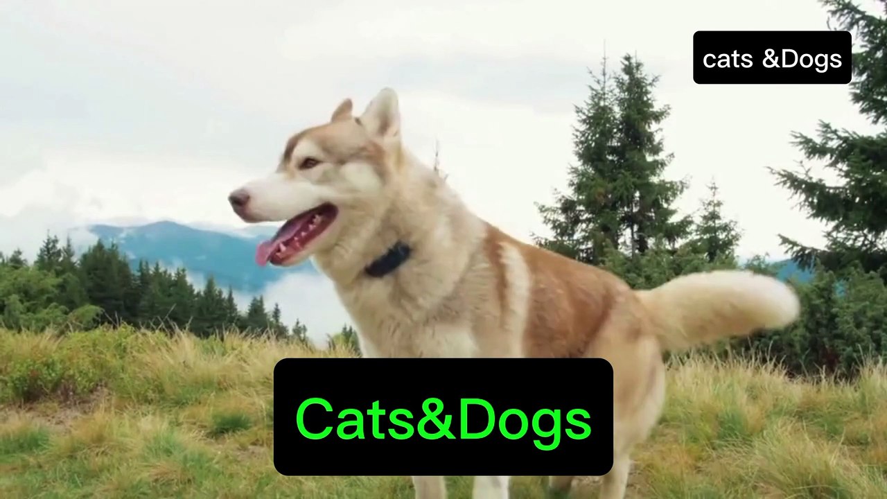 My beautiful Dogs