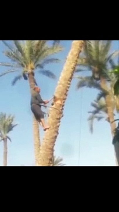 Tarzan