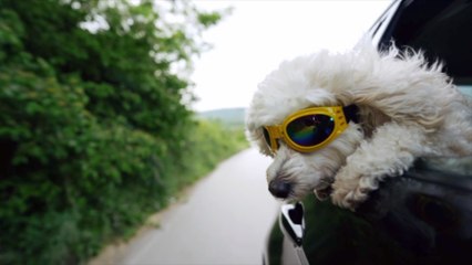 How a Road Trip With Your Furry Friend is Possible With These Simple Tips