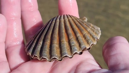 Woman encounters the mysterious unfolding of an oyster on a family oyster farm