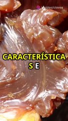 Diferença entre Graxas: Branca, Marrom, Grafitada, Azul e Vermelha