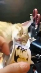 The world's Funniest Cats are hereFunny animals videos 2024