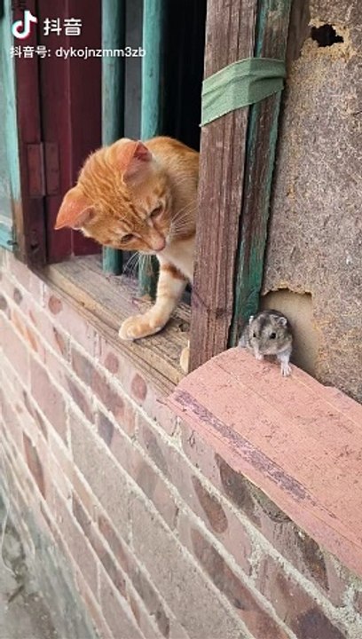 Fun With Cat