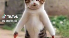 Cats Dance