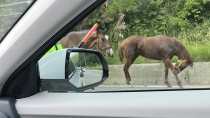 평창에서 말 운반 화물차 넘어져...말 도로 활보 / YTN
