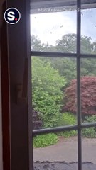 Beekeeper Comes to the Rescue as Around 180,000 Bees Found Living in Ceiling