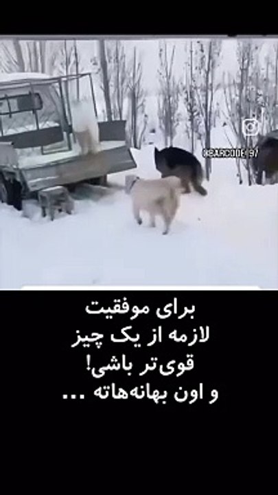 Trained guard pet dog