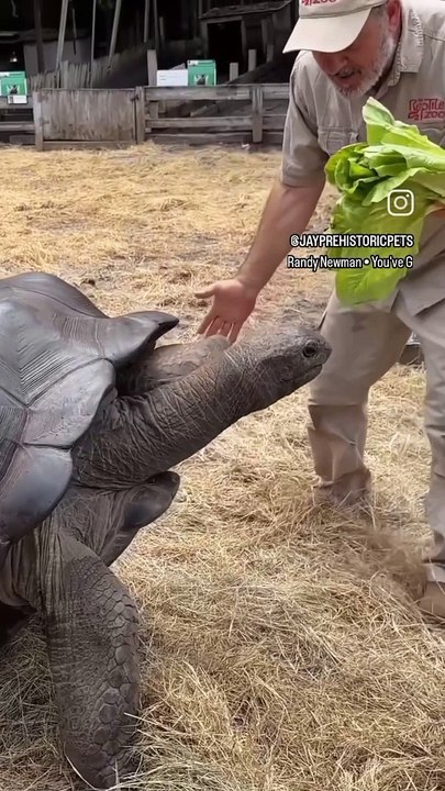 100 years old turtle