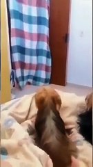 funny_animals_video_#shortvideo_#shorts(360p)