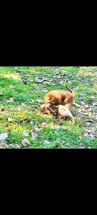 Monkey wild life