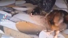 Best time to feed chicken daily ?