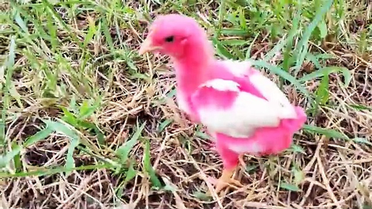Catch Cute Chickens, Colorful Chickens, Rabbits, Cat, Goose, Duck, Betta Fish, Koi, Animal Cute #37