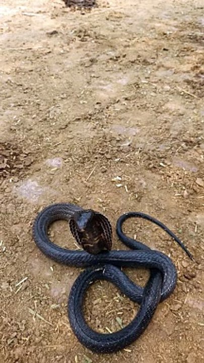 Pkcobra sank