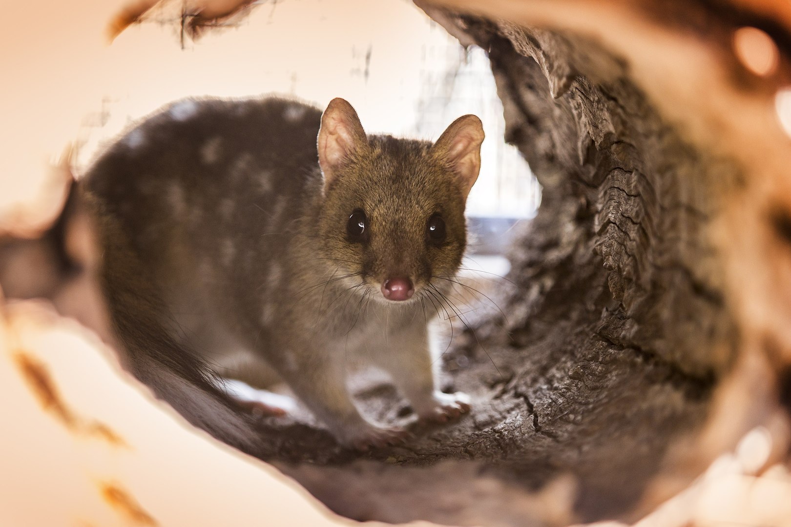 ⁣Baby quolls in Mulligans Flat