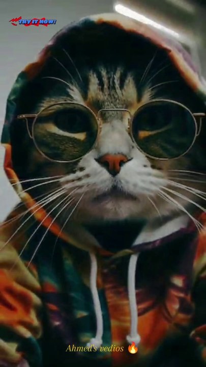 Famous cat 