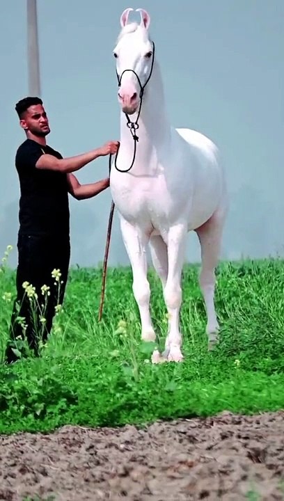 Mashallah