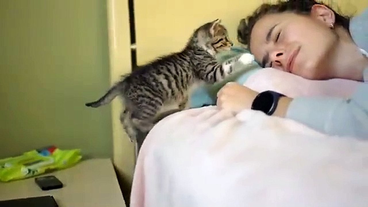 The Most Dangerous Kitten Attacks Again