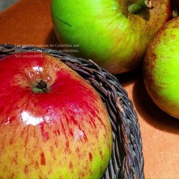 - Andrés de Jesús Vélez Franco- Plantas Nativas de Colombia para Jardines (PARTE 1) (@AndresdeJesus90)